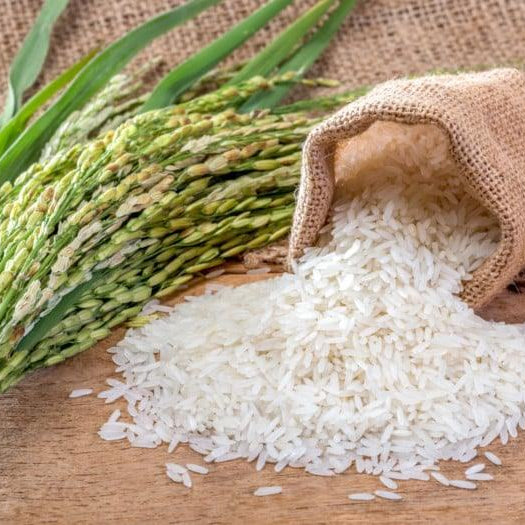Jasmine rice grains spilling from a burlap sack beside rice stalks