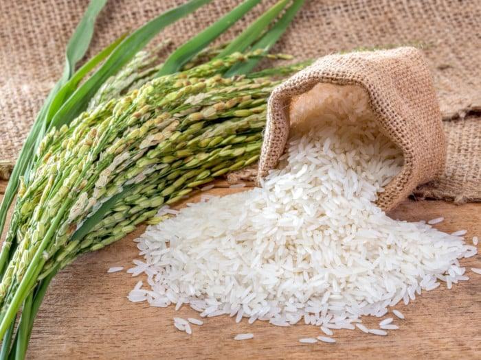 Jasmine rice grains spilling from a burlap sack beside rice stalks