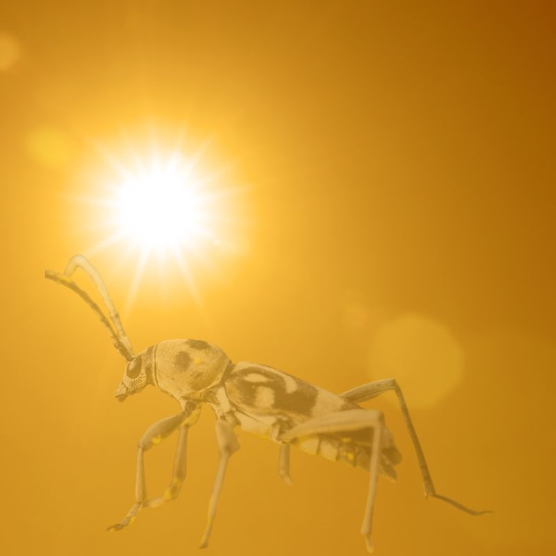 Sun & Bug Protection